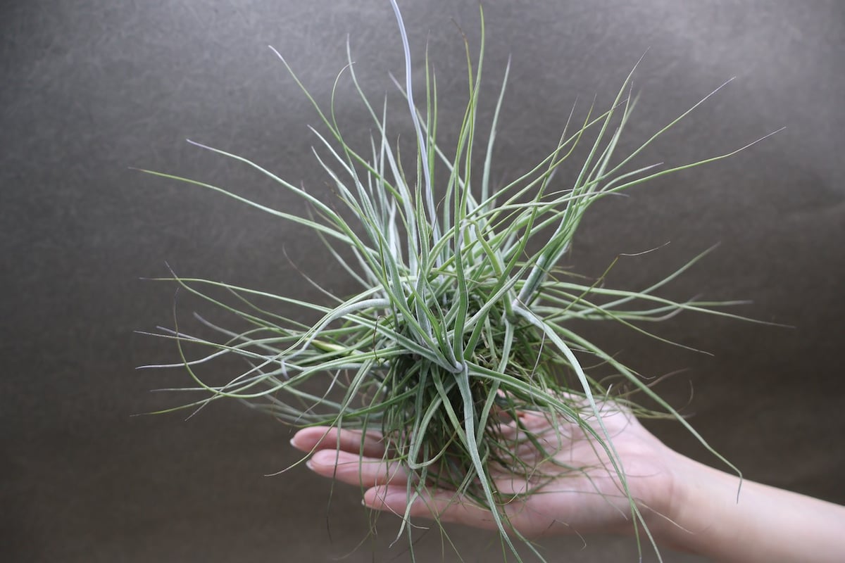 購入不可 チランジア カルビンスキアーナ(クランプ) 初入荷❗ フンキアナ クランプ 27号 | air-plants TENGU-DO