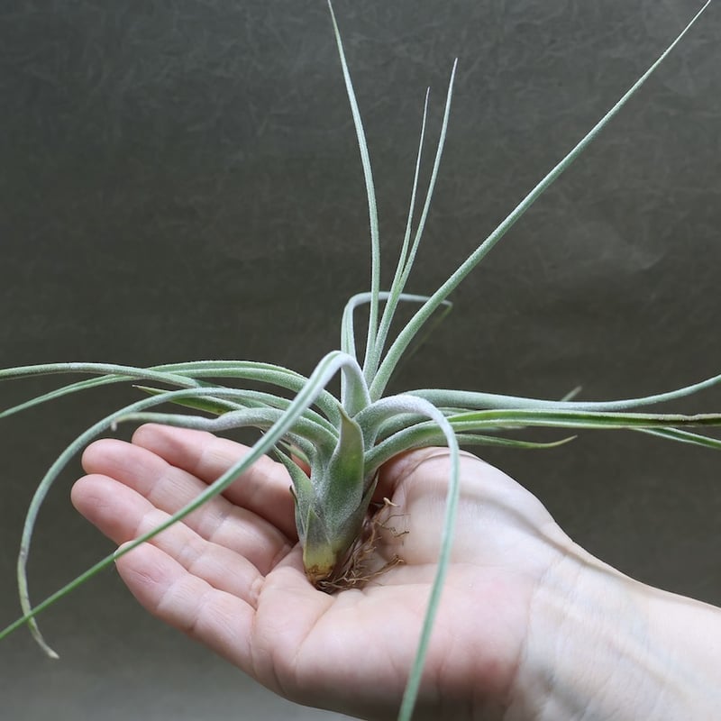 シーディアナ × エーレルシアナ 04号 | air-plants TENGU-DO