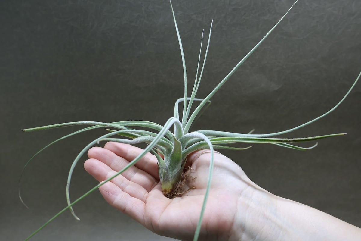 シーディアナ × エーレルシアナ 04号 | air-plants TENGU-DO