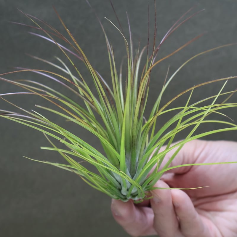 グロボーサ 発根済 Adenia Grobosa アデニア グロボーサ 発根済現地株
