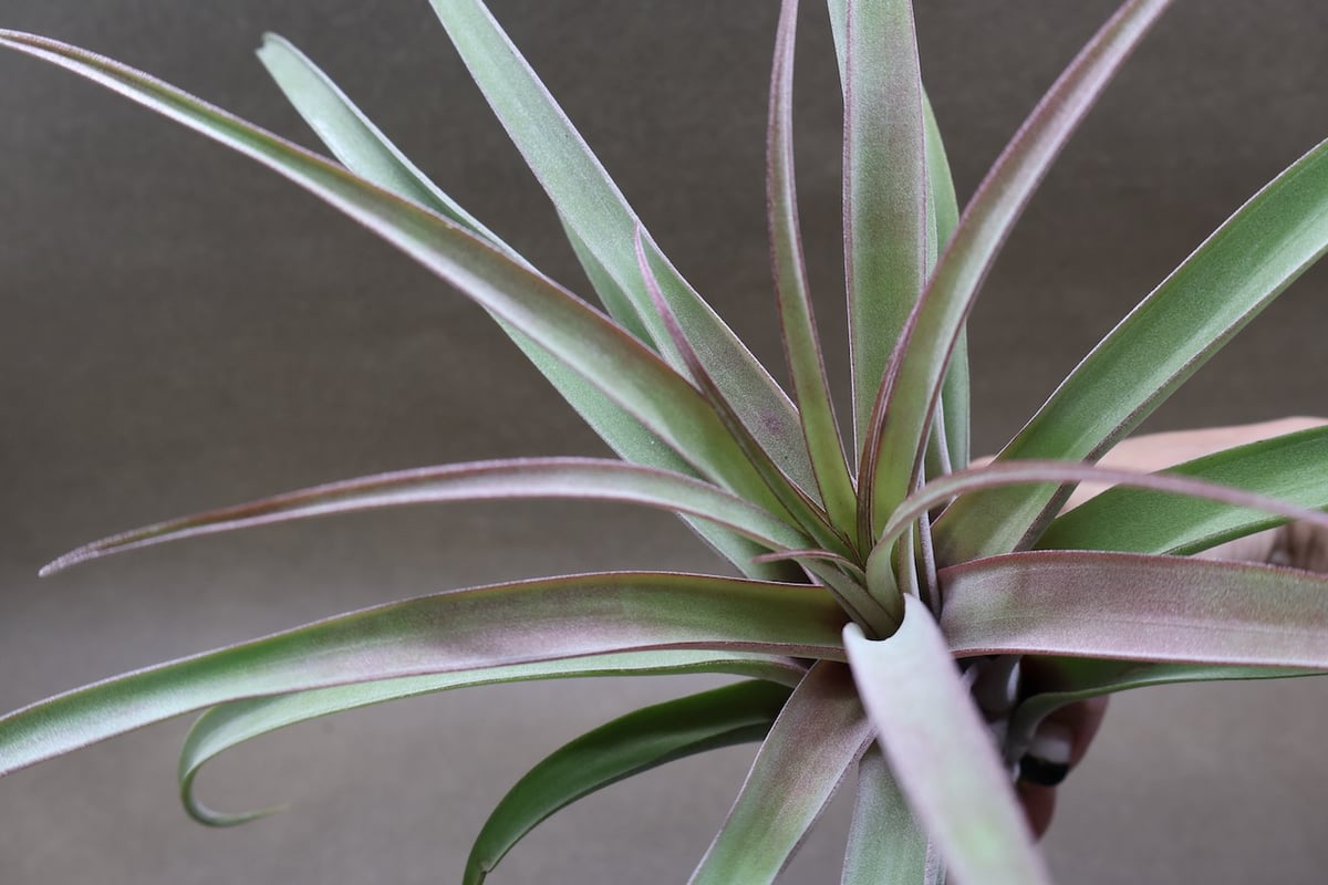 カピタータ×ストレプトフィラ 24号 | air-plants TENGU-DO