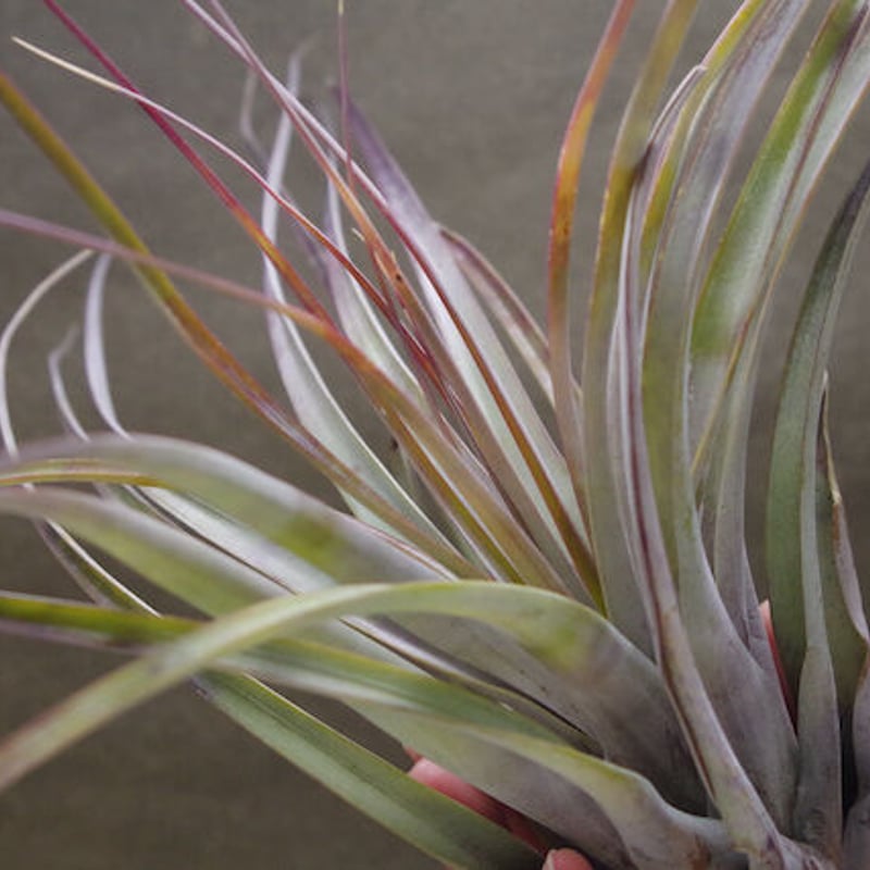 チランジアファシクラータ v.デンシスピカ x サブテレス