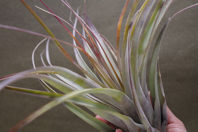ファシクラータ デンシスピカ 01号 | air-plants TENGU-DO ファシクラータ デンシスピカ 01号 | air-plants TENGU-DO