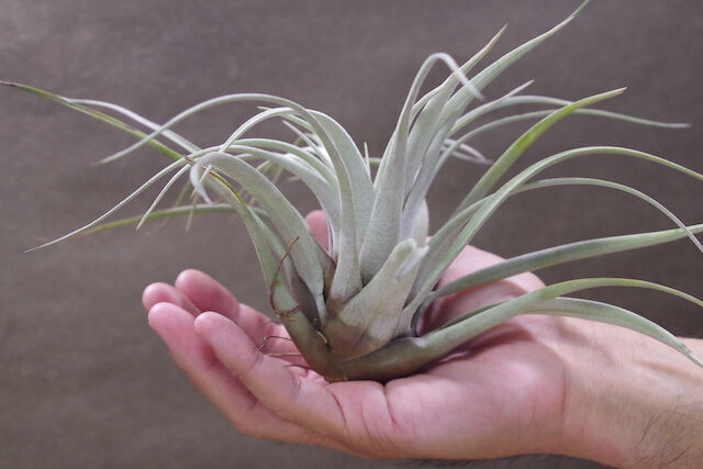 サカパネンシス 06号 | air-plants TENGU-DO
