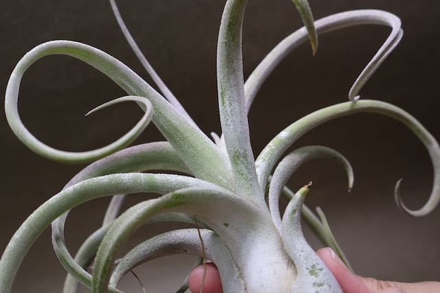 ベアコレアーレ × カプトメドーサエ ソノランスノー 04号 | air-plants