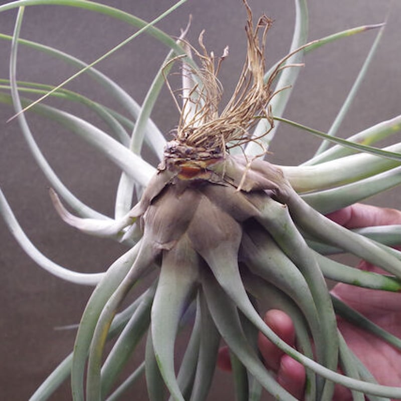 tomasellii 'Tropiflora'〔エアプランツ〕T5159 エアプランツ | ウチデグリーン | UCHI de GREEN tomasellii