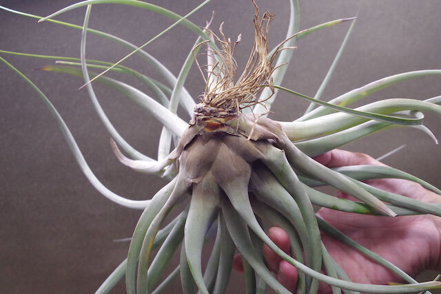tomasellii 'Tropiflora'〔エアプランツ〕T5159 トマセリー 03号 | air-plants TENGU-DO