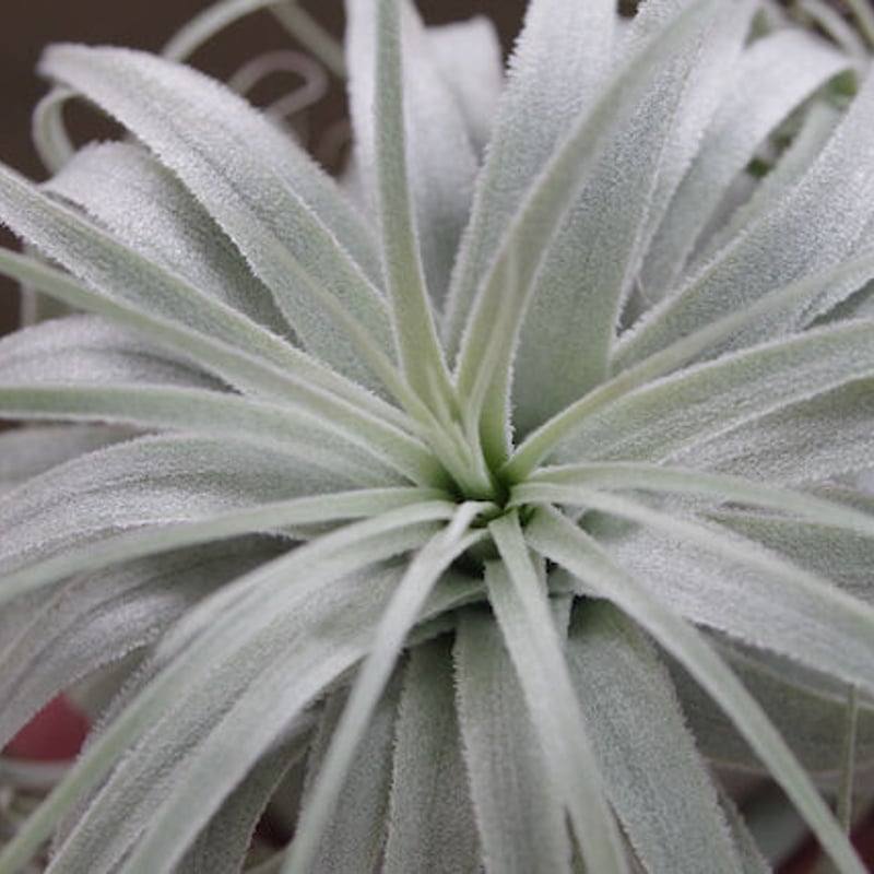 チャペウエンシス・チュリフォルミス　輸入株 チャペウエンシス チュリフォルミス 02号 | air-plants TENGU-DO