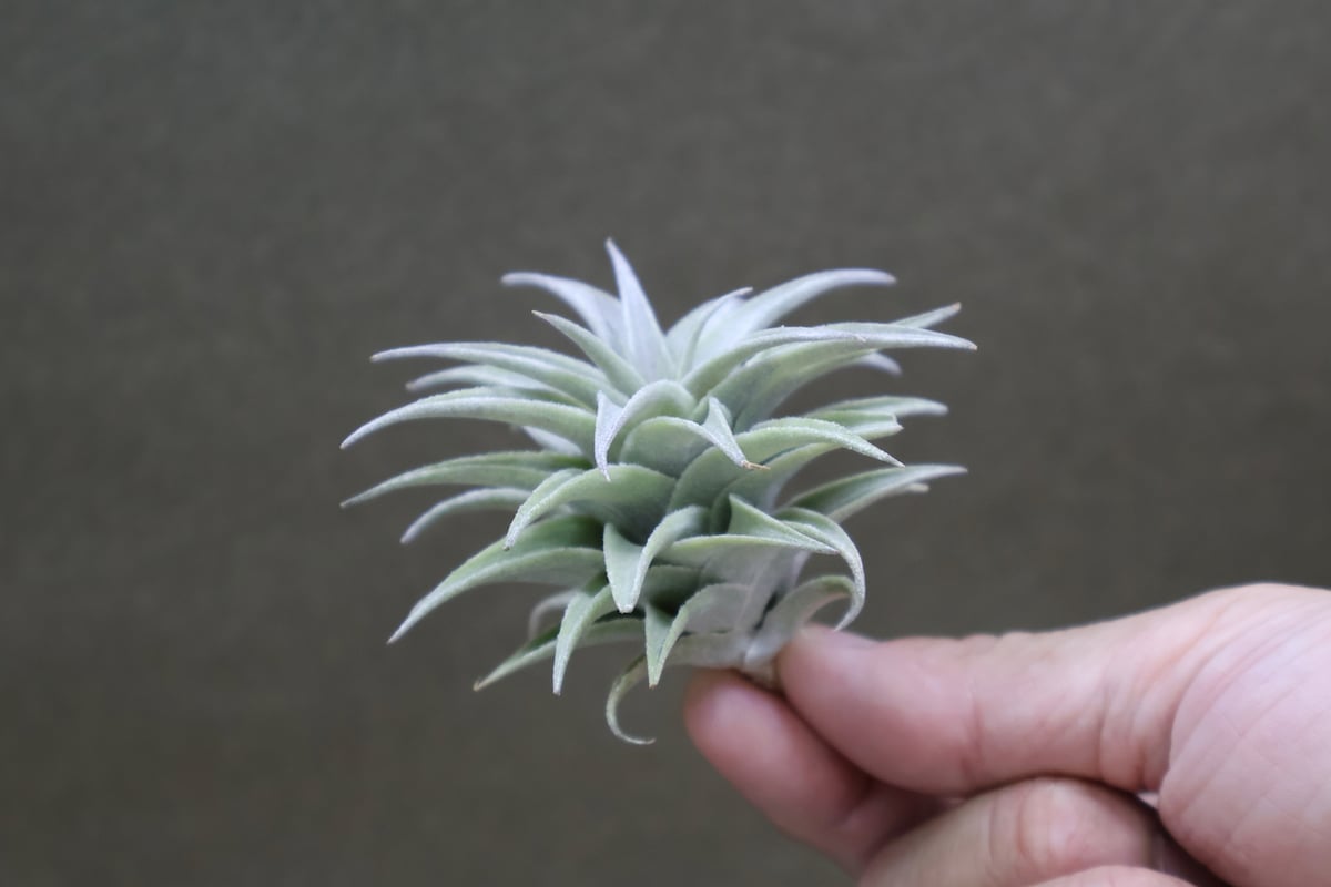 エリシアです　1 メカエンジェルシリーズ ブラックスワン エリシア ※特典付 (プラモデル