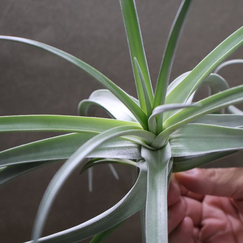 デュラティ × レクルビフォリア 03号 | air-plants TENGU-DO