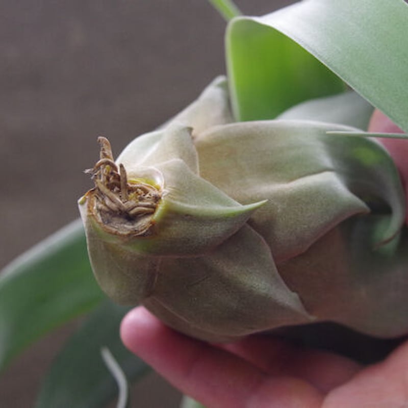 キセログラフィカ × ストレプトフィラ 01号 | air-plants TENGU-DO