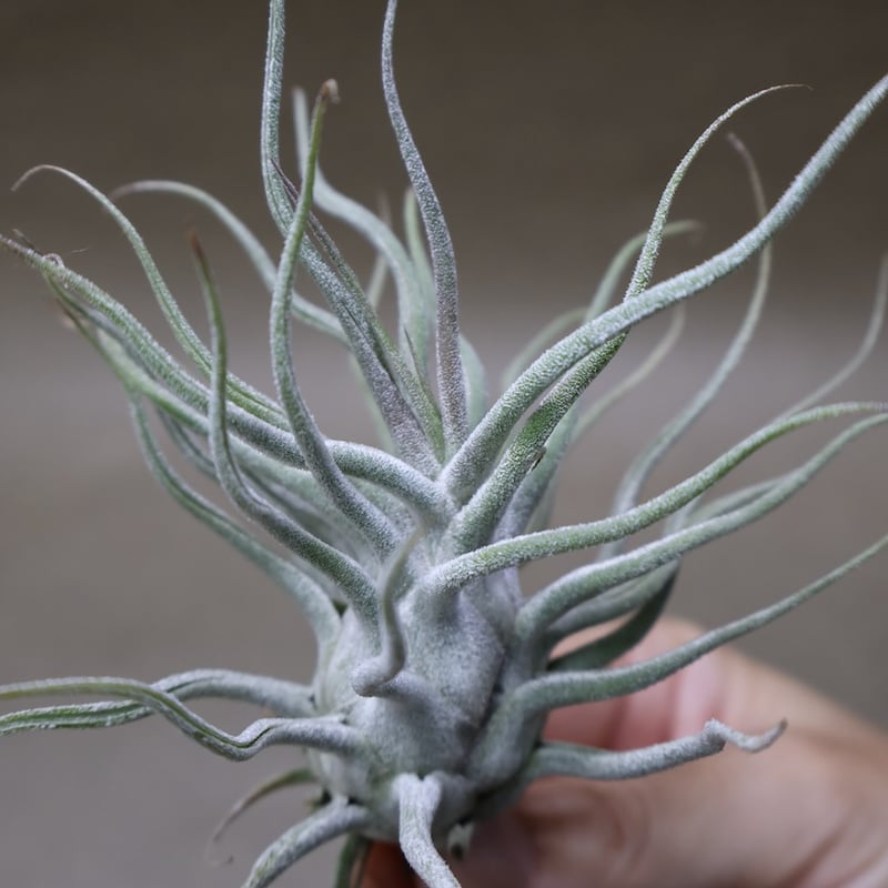 ティー／タイ （エーレルシアナ×ブルボーサ） 22号 | air-plants TENGU-DO