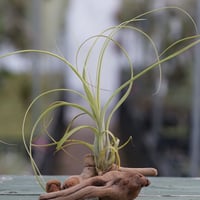 イオナンタ　スノーボール イオナンタ スノーボール 01号 | air-plants TENGU-DO
