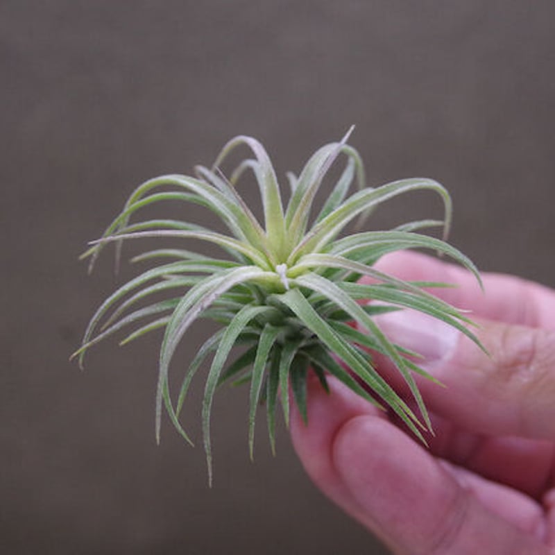 イオナンタ ×ストレプトフィラ チランジア tillandsia ストレプトフィラ レッドクローン Tillandsia streptophylla red clone
