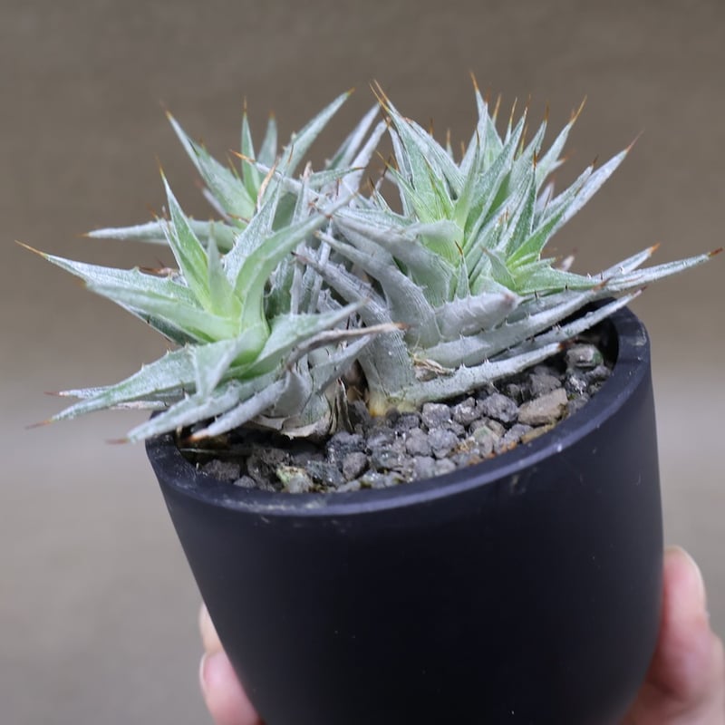 デウテロコニア ローレンツィアナ 15号 | air-plants TENGU-DO