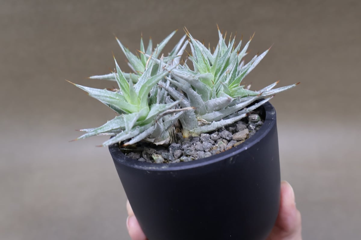 デウテロコニア ローレンツィアナ 15号 | air-plants TENGU-DO