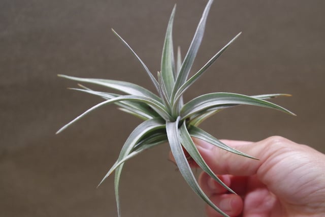 イキシオイデス フレグラントドワーフ 06号 | air-plants TENGU-DO