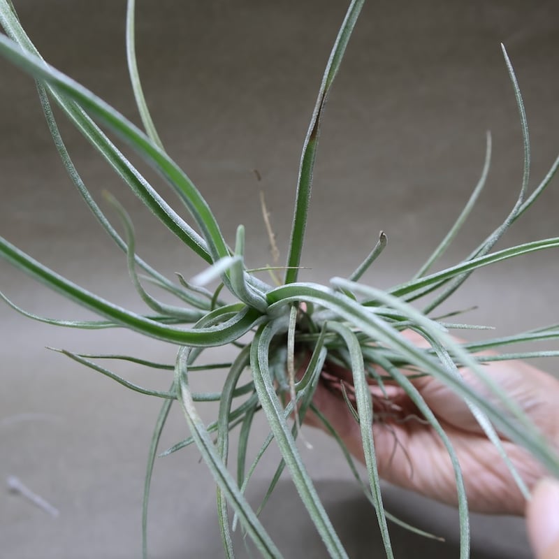 ギリエシークランプ　Tillandsia チランジア ギリエシー Tillandsia gilliesii 憧れのギリエシー