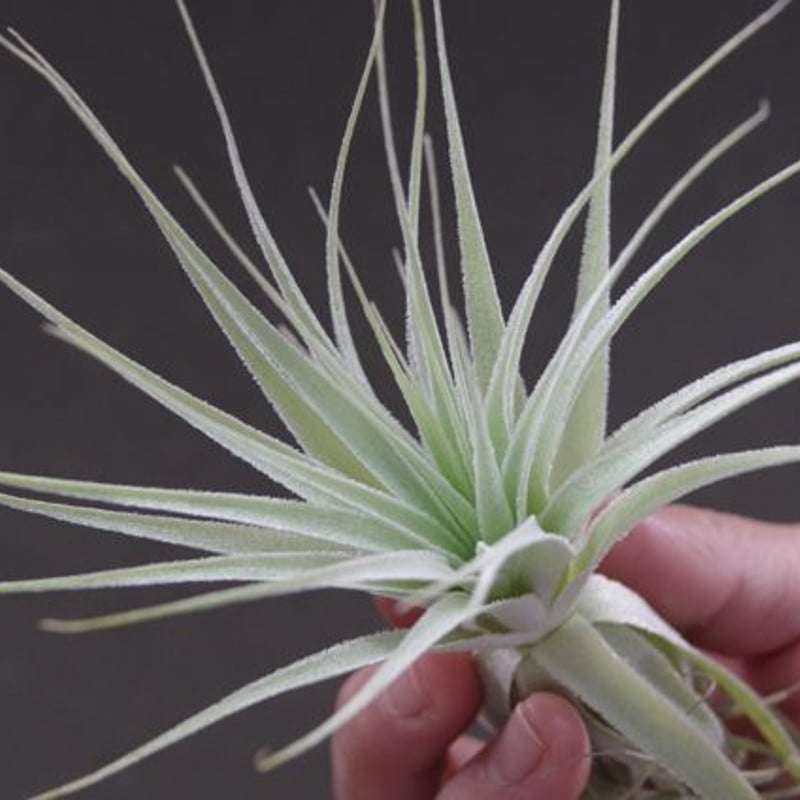 ガルドネリ | air-plants TENGU-DO