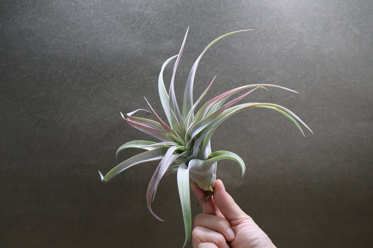 ブラキカウロス × キセログラフィカ 14号 | air-plants TENGU-DO