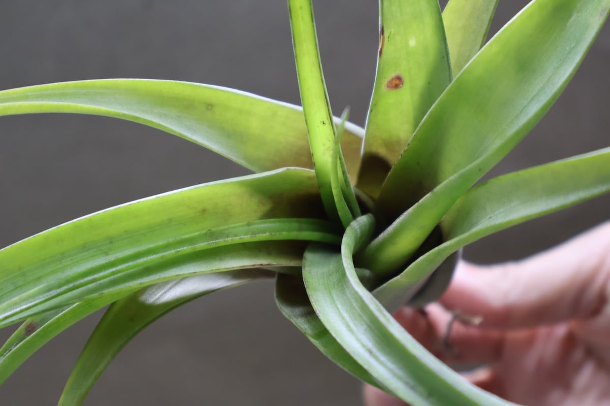 フレクスオーサ 15号 | air-plants TENGU-DO
