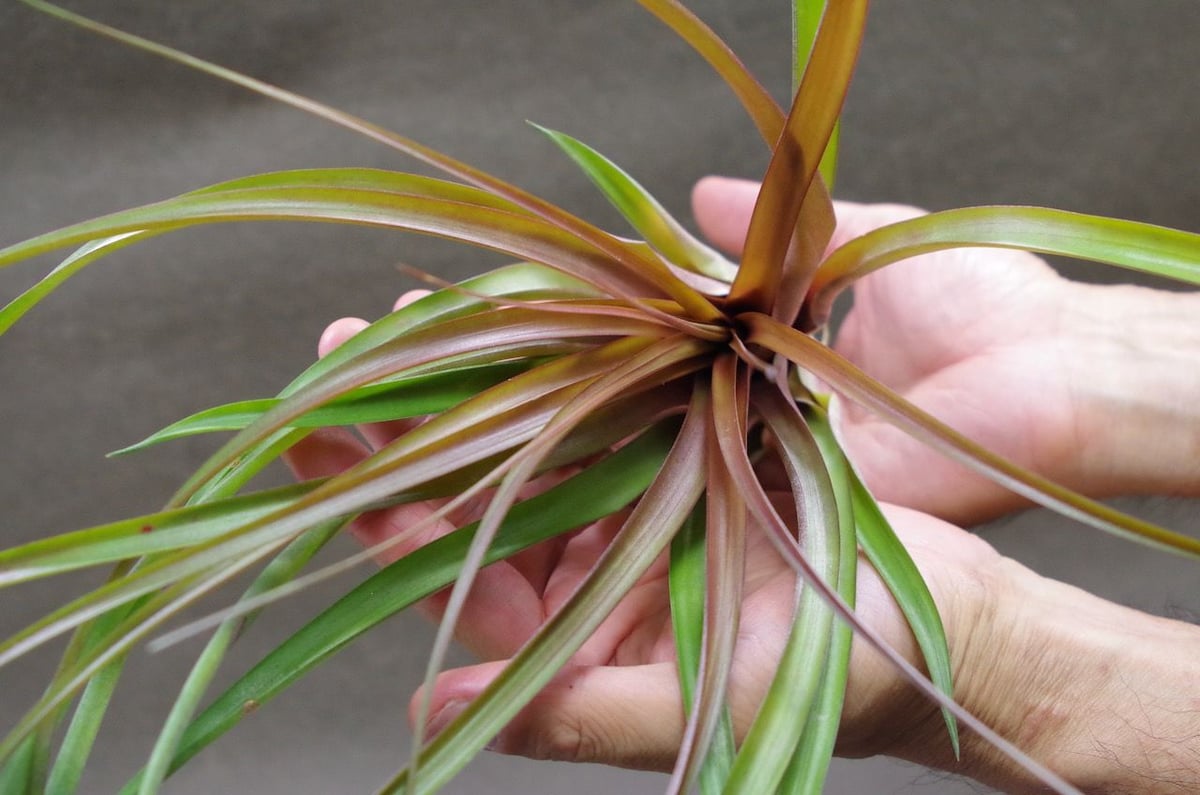 カピタータ マロン 05号 | air-plants TENGU-DO
