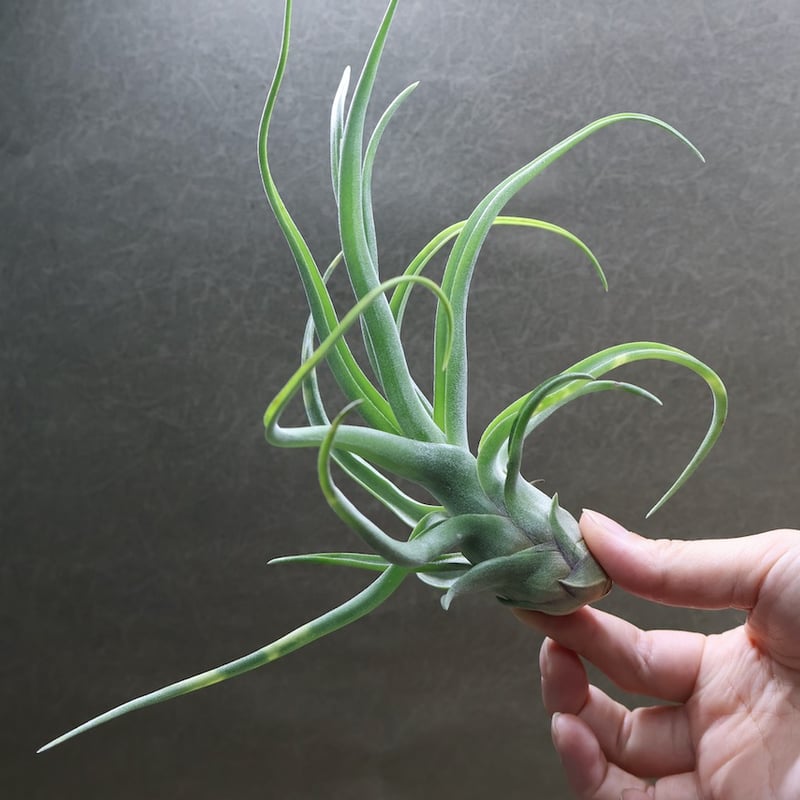 ショータイム × ストレプトフィラ Mサイズ03号 | air-plants