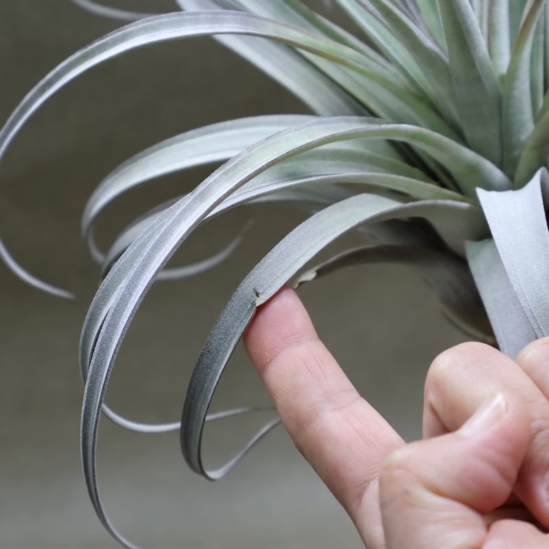 Tillandsia El Guapo 速達発送 専用 Tillandsia Kraken 速達発送 専用 Tillandsia Kraken 速達発送