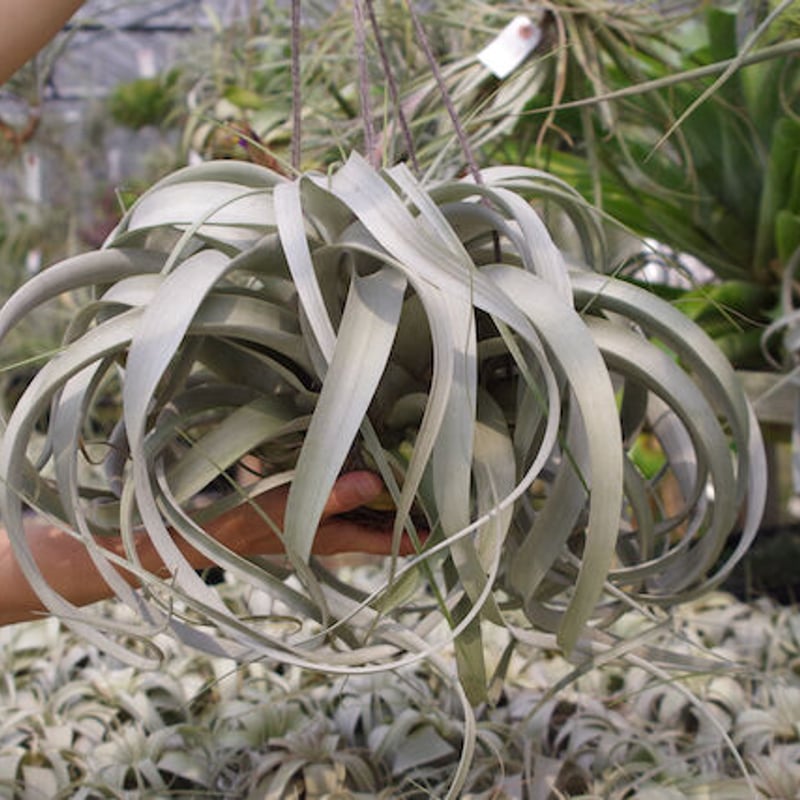 キセログラフィカ 特大2X Lサイズ 03号 | air-plants TENGU-DO