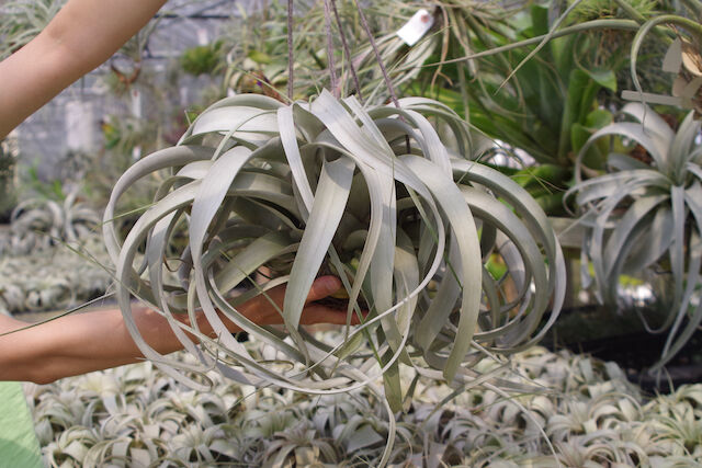 キセログラフィカ 特大2X Lサイズ 03号 | air-plants TENGU-DO