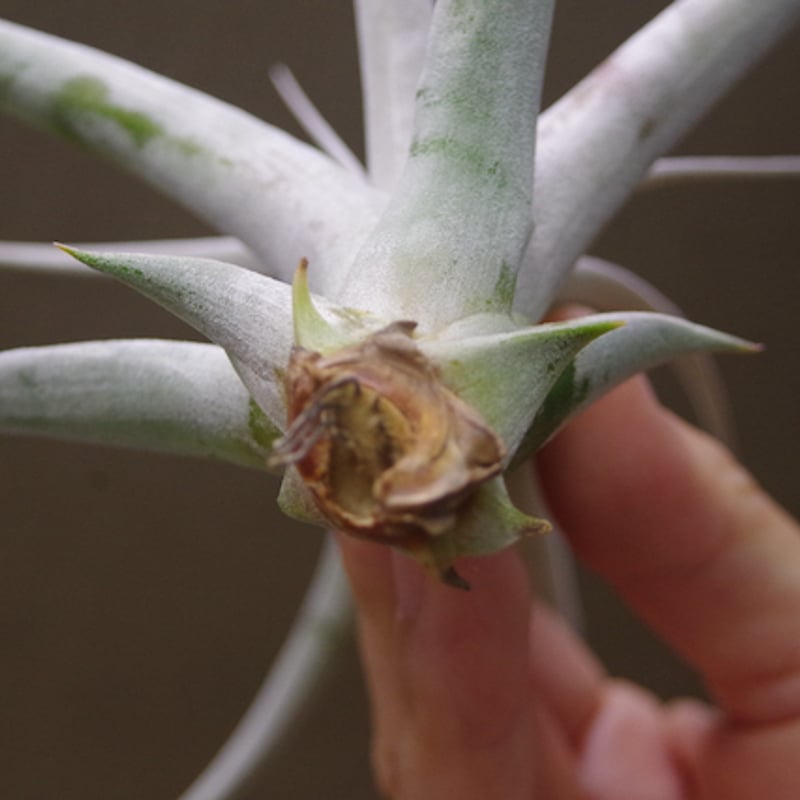 キセログラフィカ miniサイズ 30号 | air-plants TENGU-DO