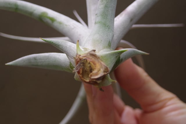 珍品 T. xerographica 'Tricless'変異個体 チランジア
