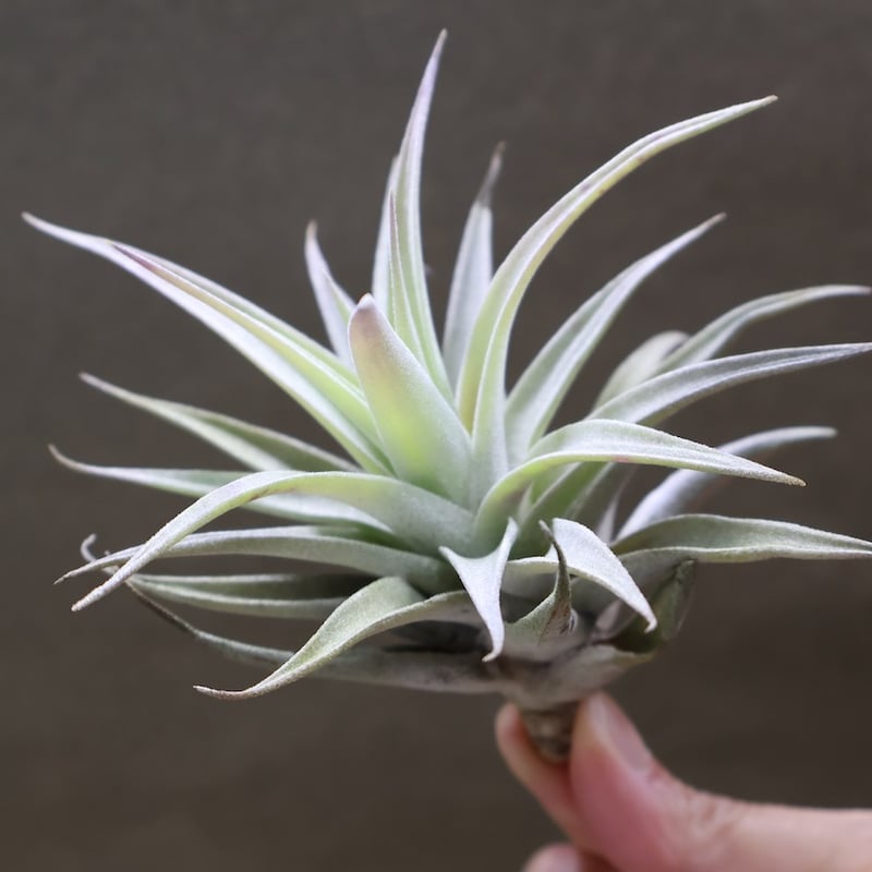 ホンジュレンシス 09号 | air-plants TENGU-DO