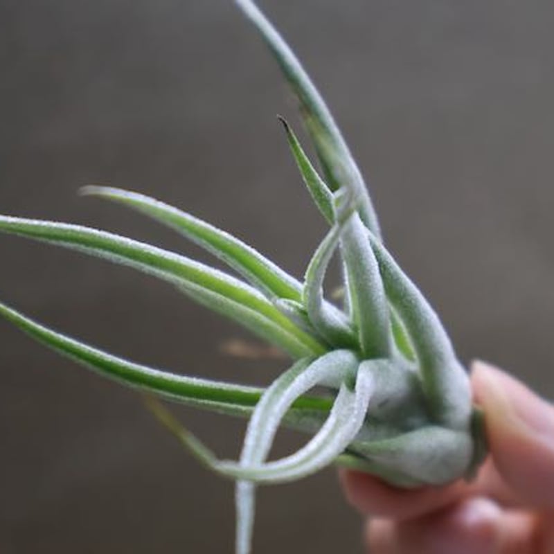 セレリアナ ×ストレプトフィラ Sサイズ04号 | air-plants TENGU-DO