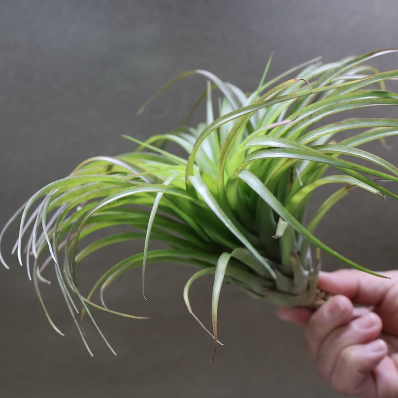 ブラキカウロス シュプリーム 08号 | air-plants TENGU-DO