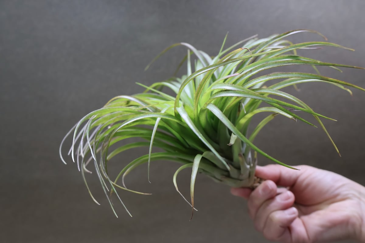 ブラキカウロス シュプリーム 08号 | air-plants TENGU-DO