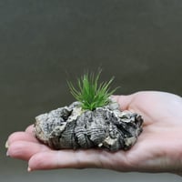 チランジア　イッツィービッツィー 謎多き小型種【ショータイム イッツィービッツィー】Tillandsia