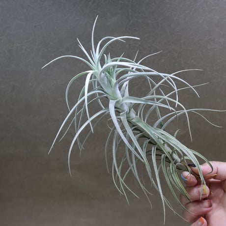 【専用商品】　チランジア　リクエストアソート CATEGORY エアプランツ（チランジア） 交配種 | 常葉植物園