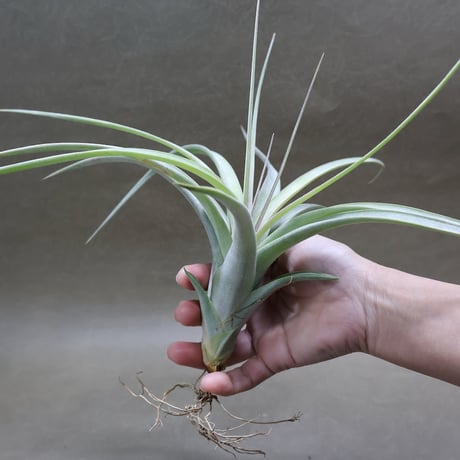 CATEGORY 品種名：I/J/K/L | air-plants TENGU-DO
