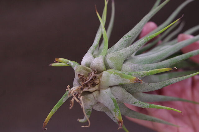 折*師様 セレリアナ ミニパープル (らくらくメルカリ便にてお届けします) セレリアナ ミニパープル (らくらくメルカリ便にてお届けします