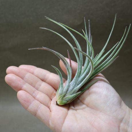 CATEGORY エアープランツ（ティランジア） | air-plants TENGU-DO