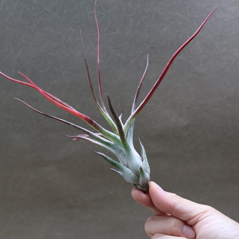 〈菫〉Tillandsia イオナンタ バンハイニンギー x ブルボーサベリーズ ブルボーサ × イオナンタバンハイニンギー 03号 | air-plants TENGU-DO