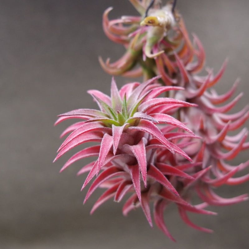 イオナンタ バンハイニンギー 29号 | air-plants TENGU-DO イオナンタ バンハイニンギー 29号 | air-plants TENGU-DO