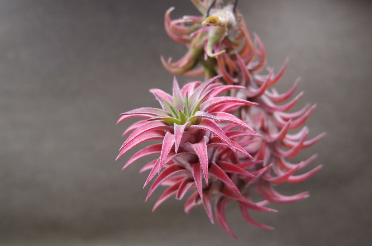 イオナンタ　バンハイニンギー　と　アルビノ ティランジア・イオナンタ ・バンハイニンギー【栽培品種まとめ】