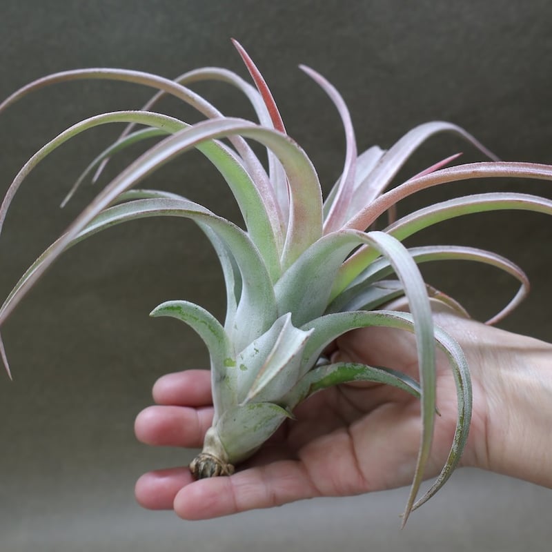 キセログラフィカ × イオナンタバンハイニンギー 05号 | air-plants