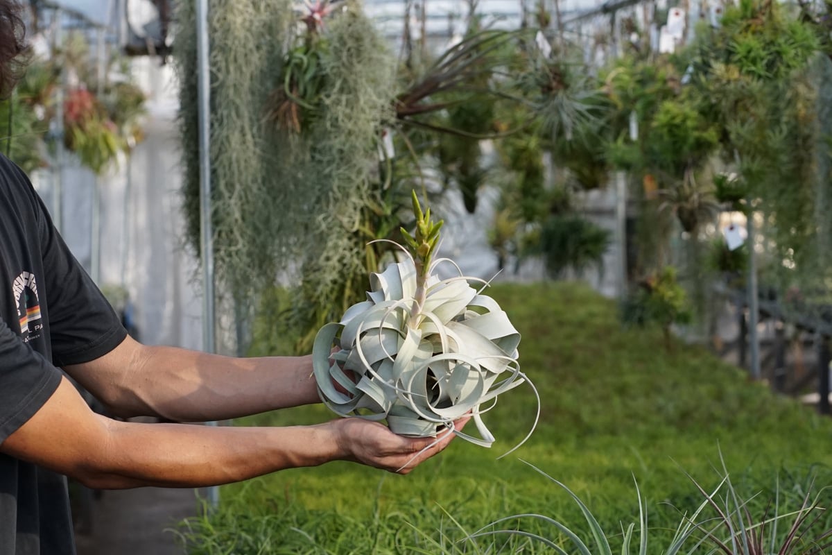 スタッフ特選】キセログラフィカ 花芽付き R号 | air-plants TENGU-DO