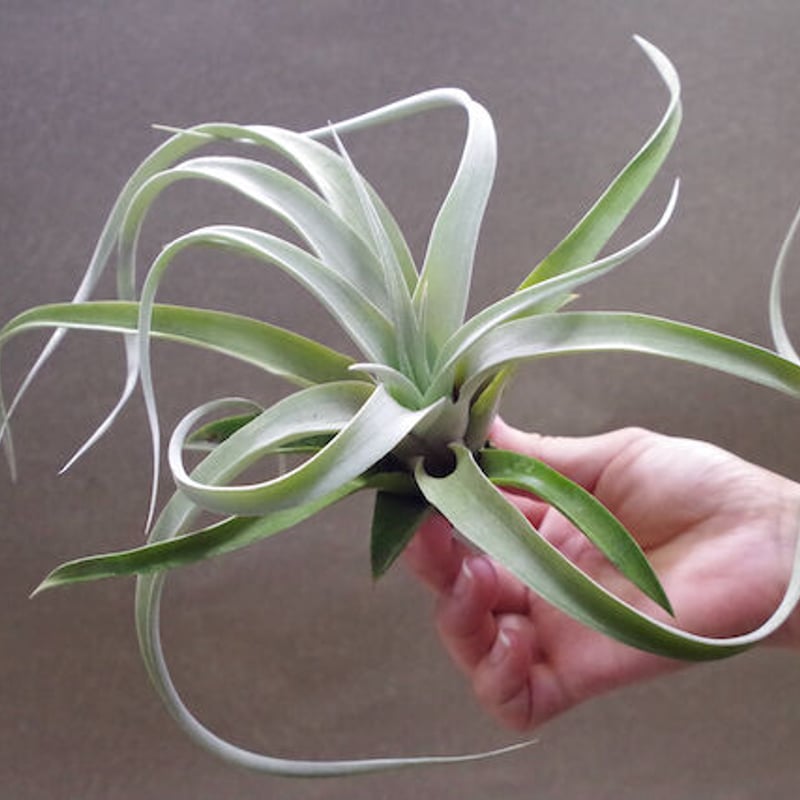 チランジア カルソニアエ × チアペンシス キセログラフィカ × チアペンシス 08号 | air-plants TENGU-DO