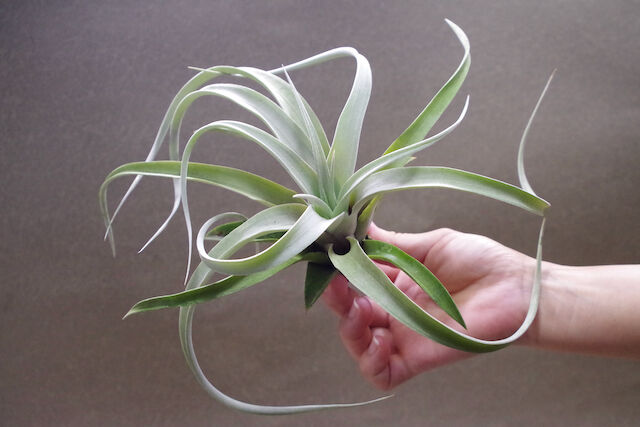 チランジア　キセログラフィカ×チアペンシス キセログラフィカ × チアペンシス 08号 | air-plants TENGU-DO