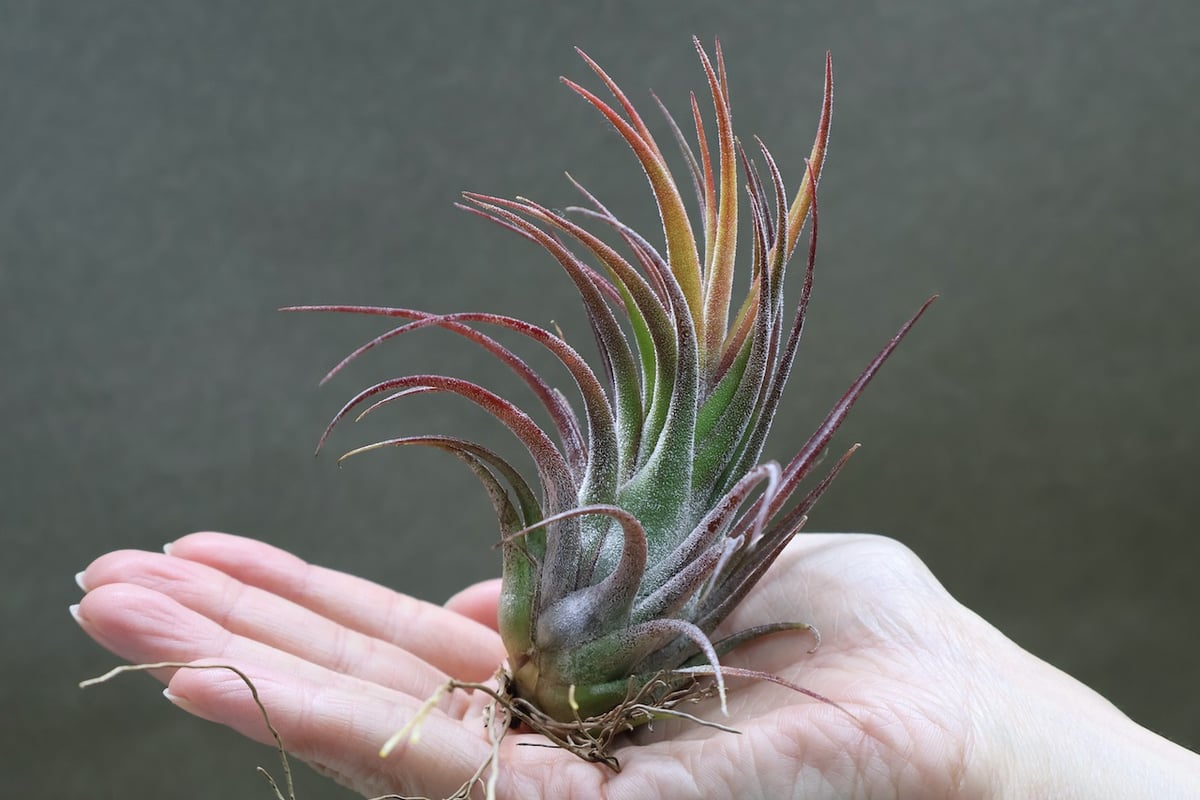 【専用】プルメリア様 Tillandsiaおまとめ購入ページ 専用】プルメリア様 Tillandsiaおまとめ購入ページ