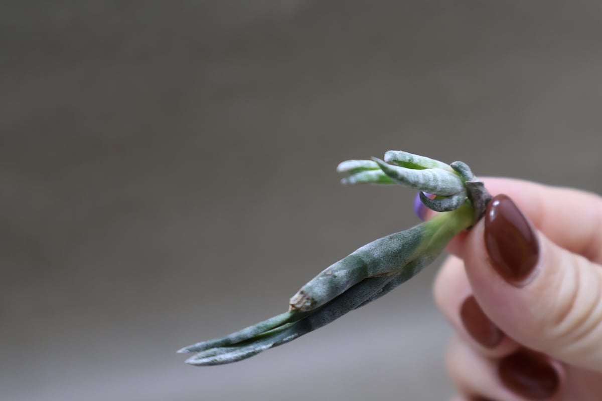 スブリフェラ Sサイズ01号 | air-plants TENGU-DO